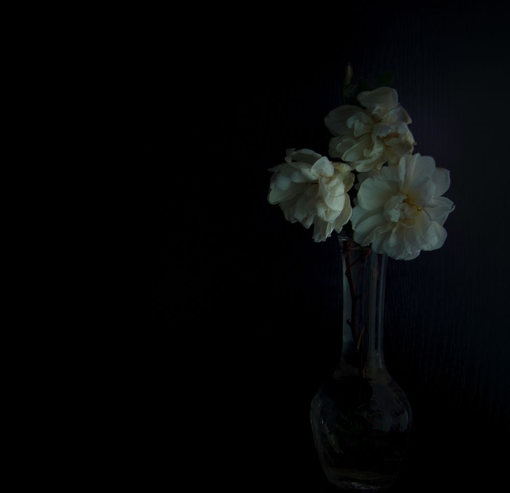 transparent vase with white roses on a black background