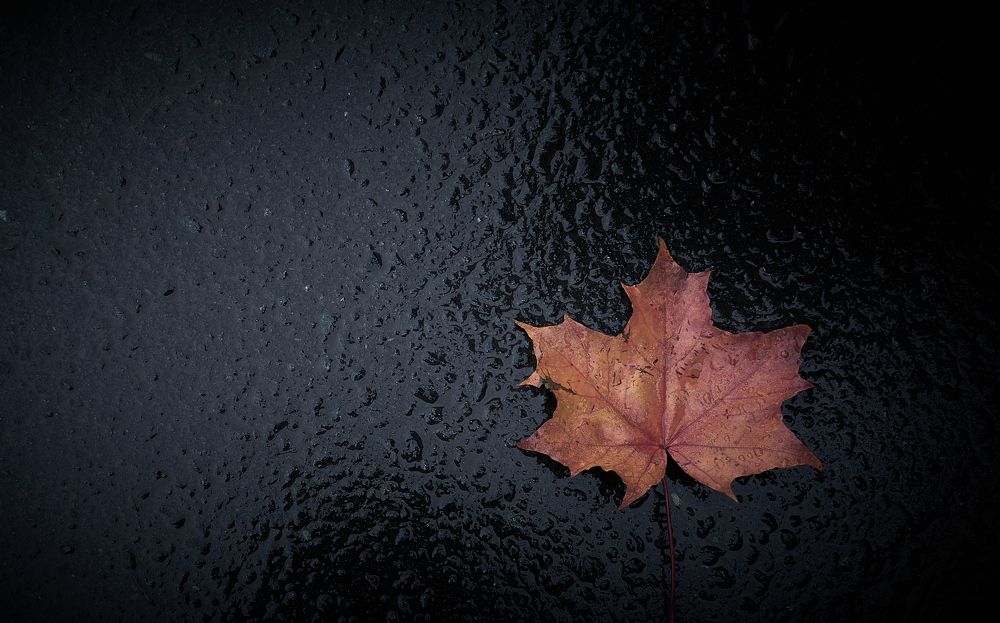 autumn leaf leaf on a wet road