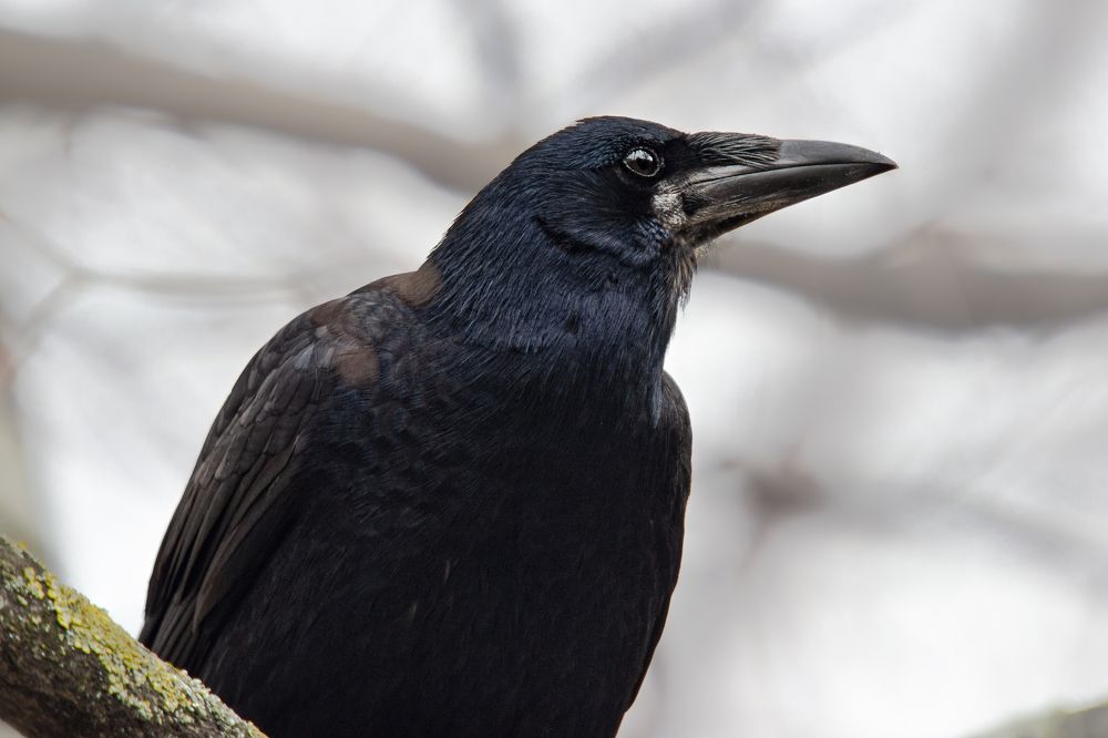 Photograph by Оксана Казакова