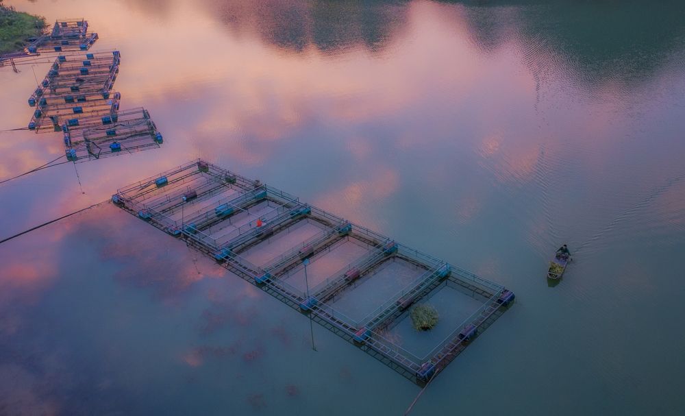 Cage fish farming on the river