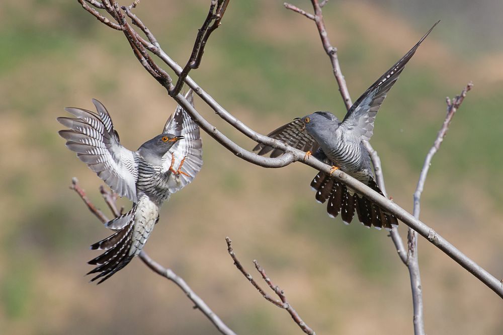 Photograph by Роман Тетерук