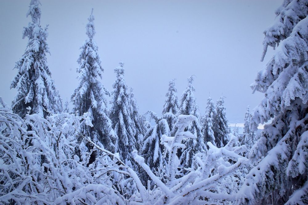 Photograph by Олена Кваша