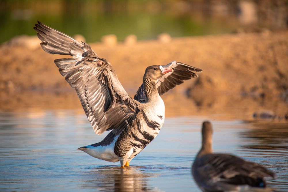 Гусиная верность