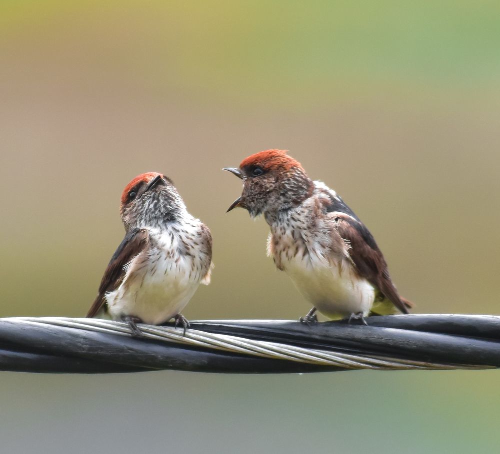 Streak throated swallow(pair)