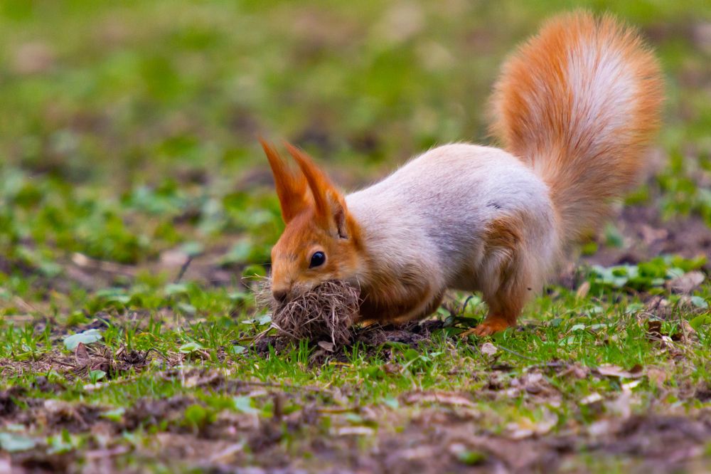 Забот полон рот, а перекусить некогда