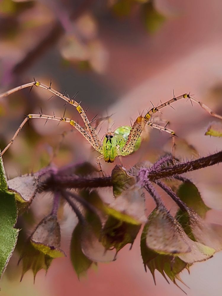 Photograph by Rajan Akshara