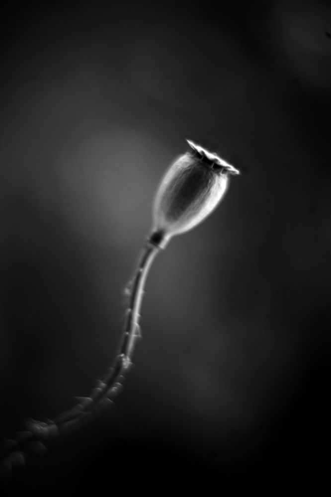 Photograph by Milla Luca