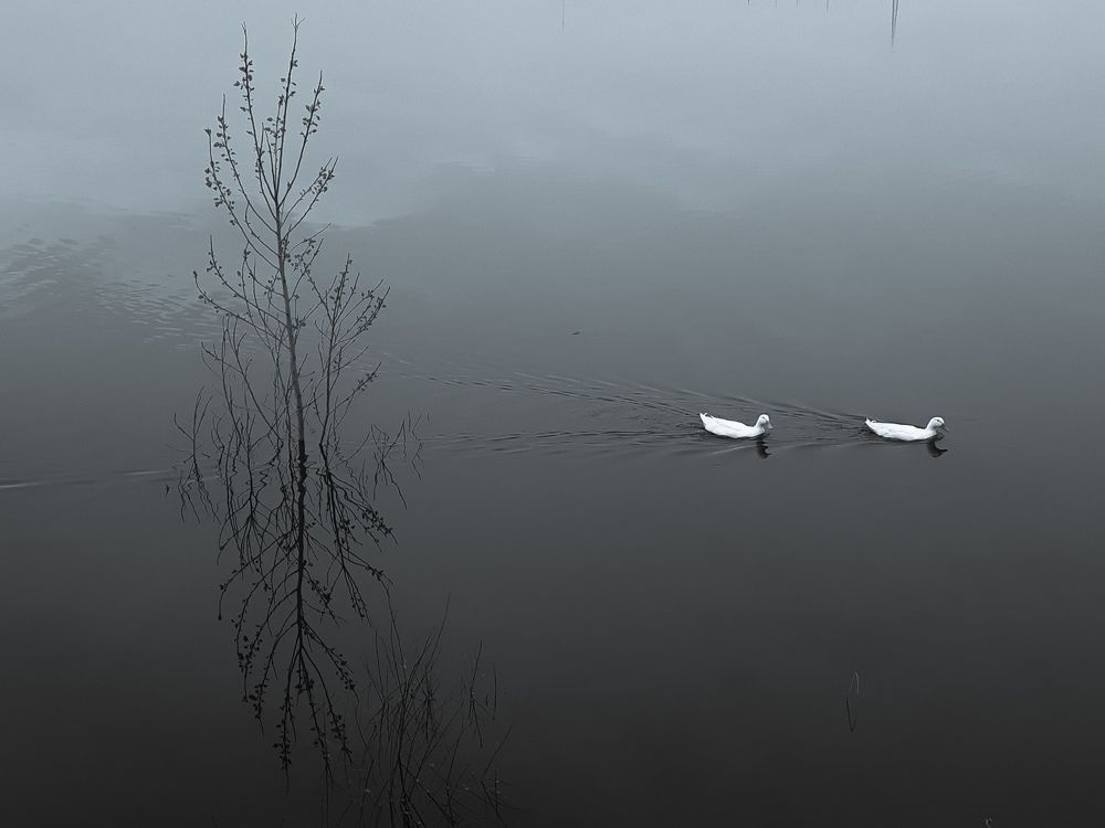 Photograph by Saeed Rezazadeh