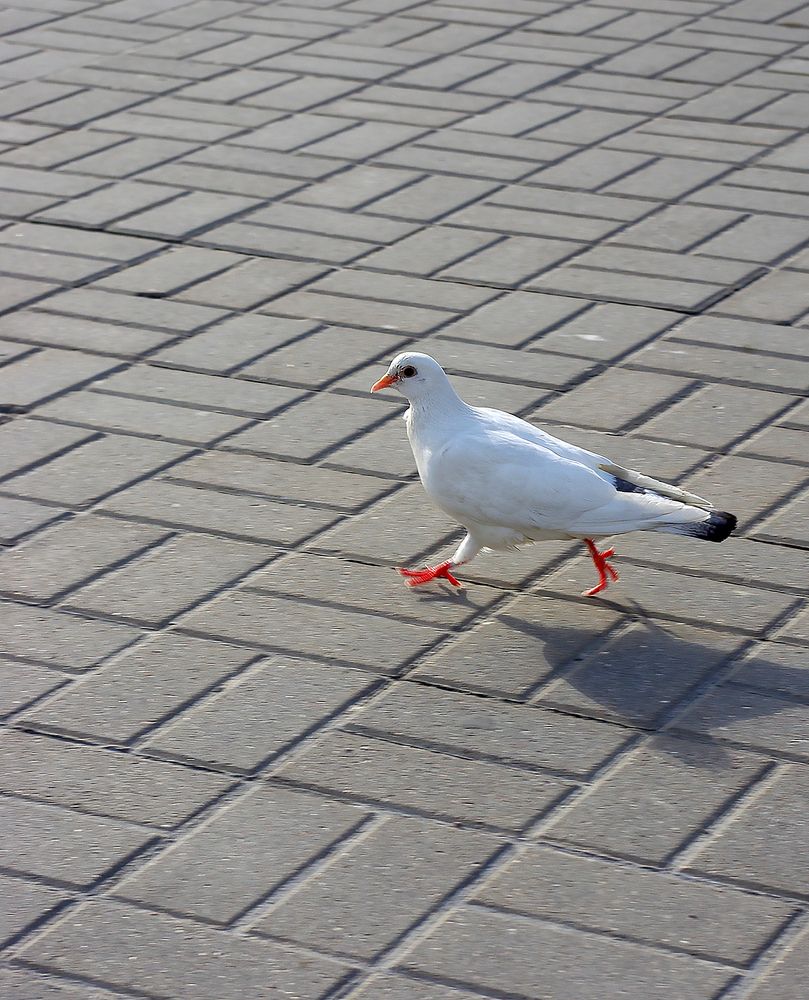 Photograph by Лилия Потравнова