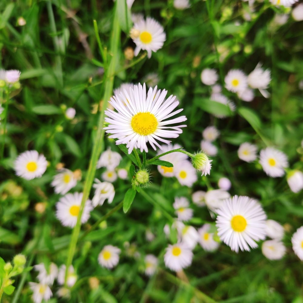 Photograph by Suk Bdr. Maffchan