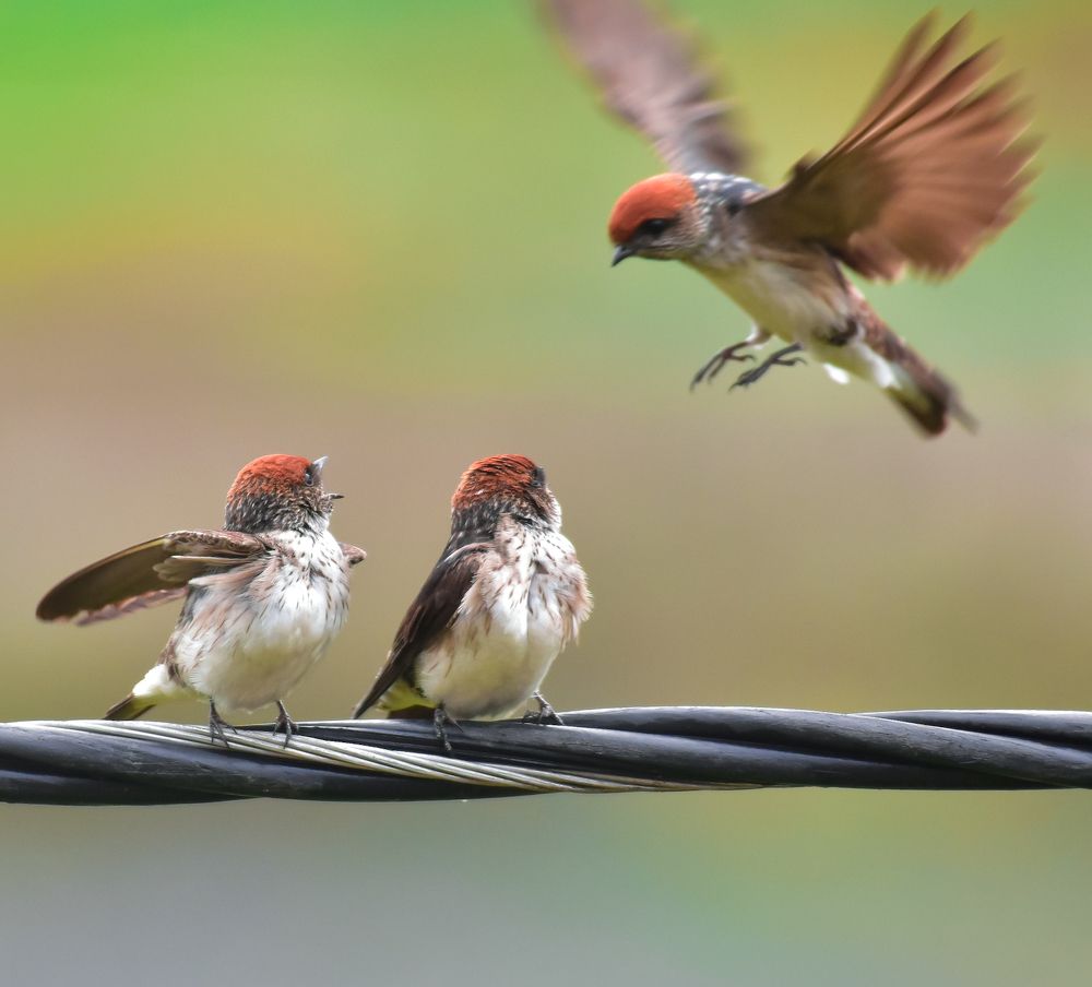 Photograph by Shwetaparna Sahu