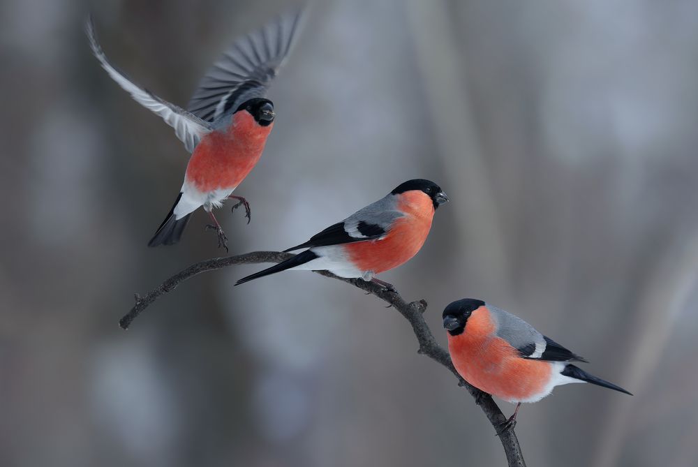 Photograph by Джамалдаев Руслан