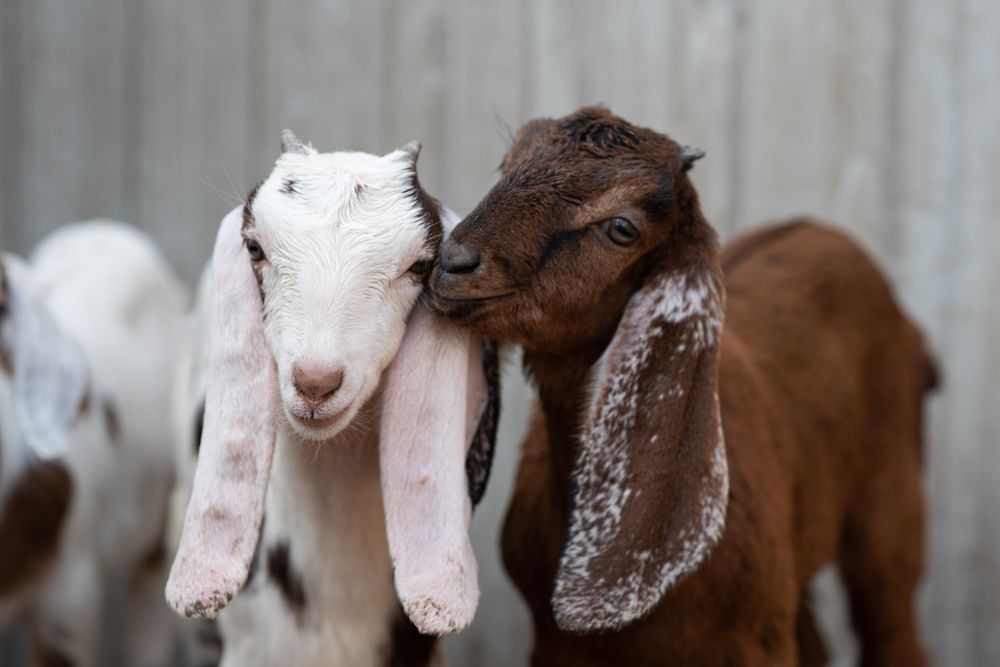 Photograph by Анна Варицкая