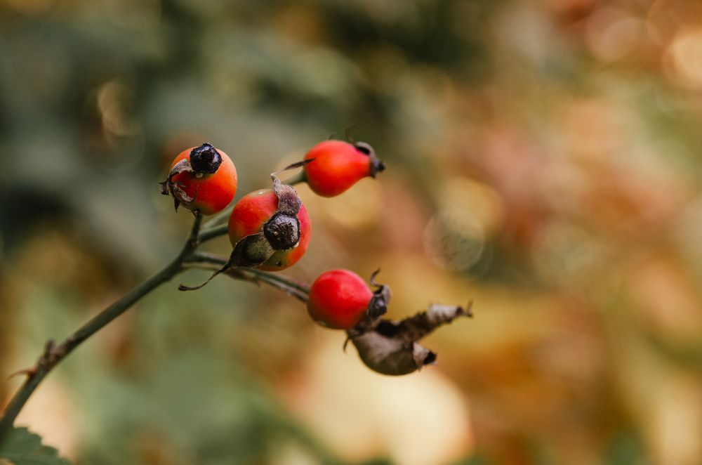 Цвет октября