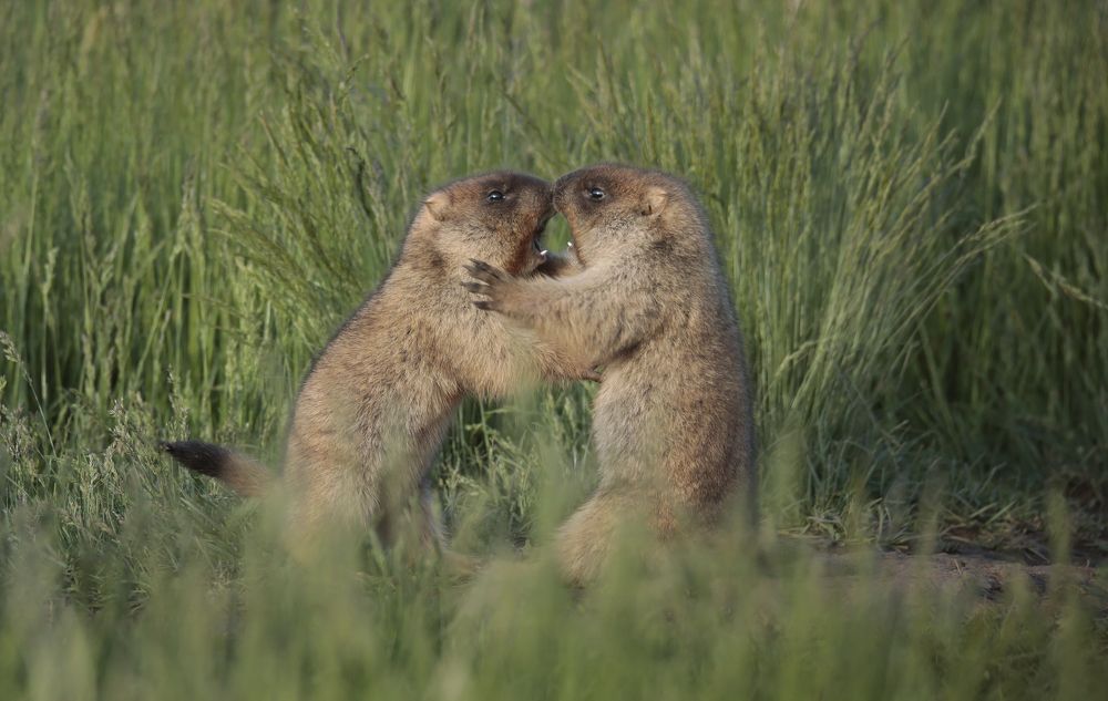 Photograph by Джамалдаев Руслан
