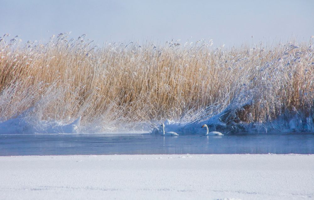 A swan wintering (Khar us lake)