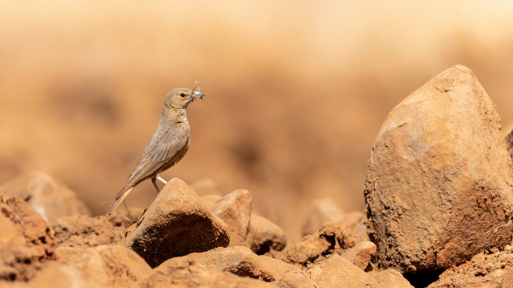 Photograph by Kishore Perumbuduri