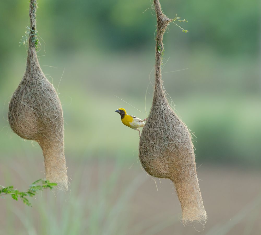 Photograph by Kishore Perumbuduri