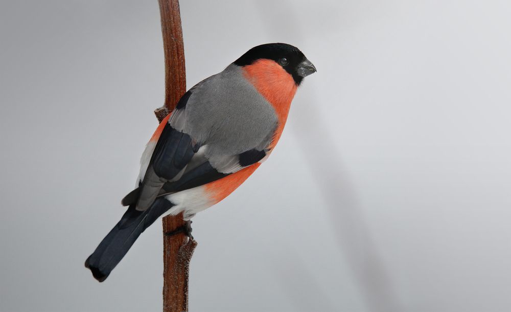 Photograph by Джамалдаев Руслан