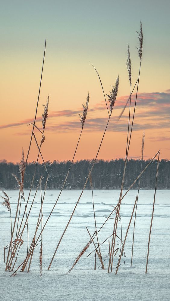 Камыш на закате.