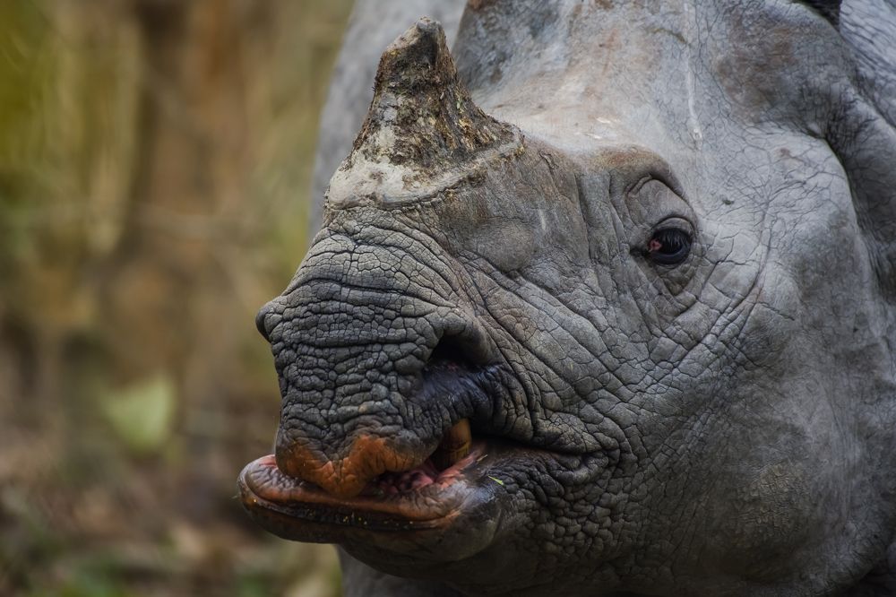 Photograph by Dipayan Debbarma