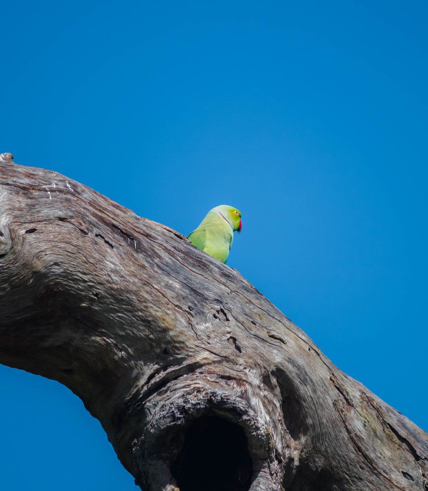Photograph by Kisalka Rajapaksha