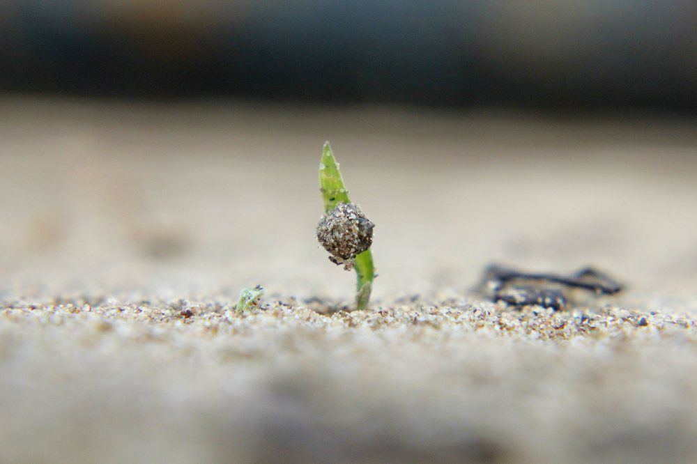 Photograph by An Tran Thanh