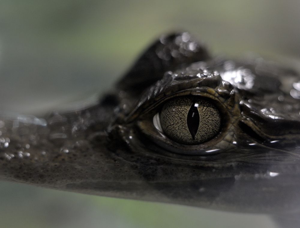 Глаз крокодила (каймана) Crocodile Eye (Caiman)