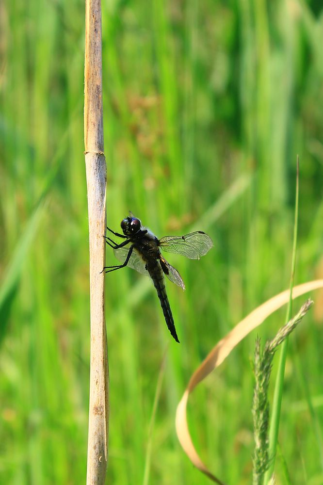 Photograph by Алина Едрянкина