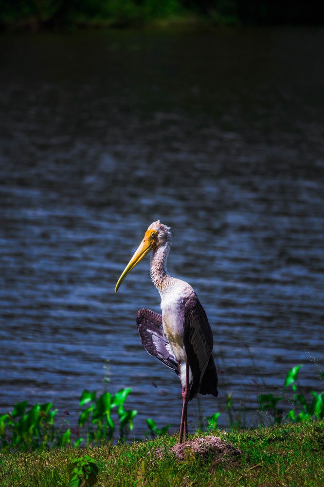 Photograph by Kisalka Rajapaksha