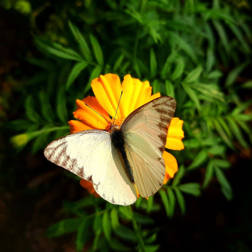 Фотография автора Sayan Das