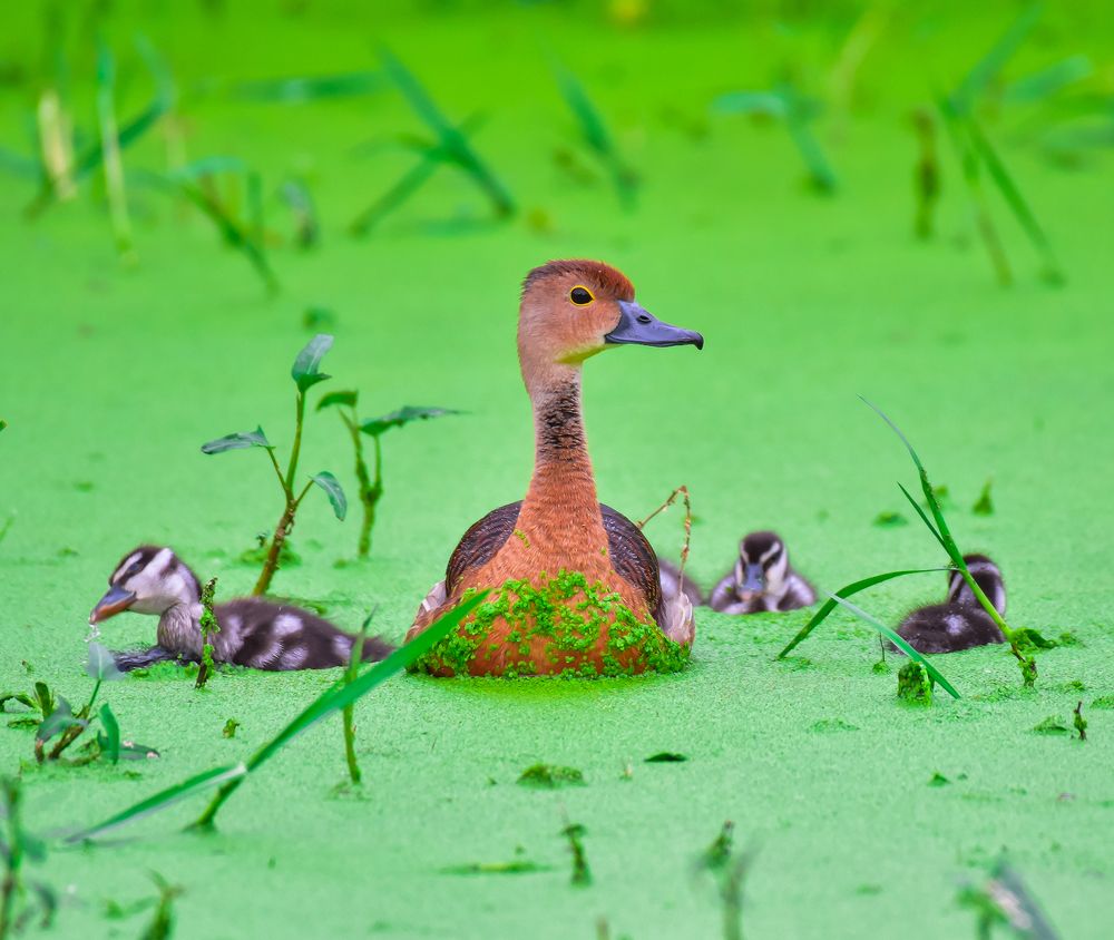 Photograph by Shwetaparna Sahu