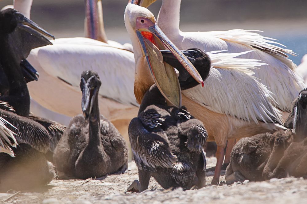 Photograph by Vladimir