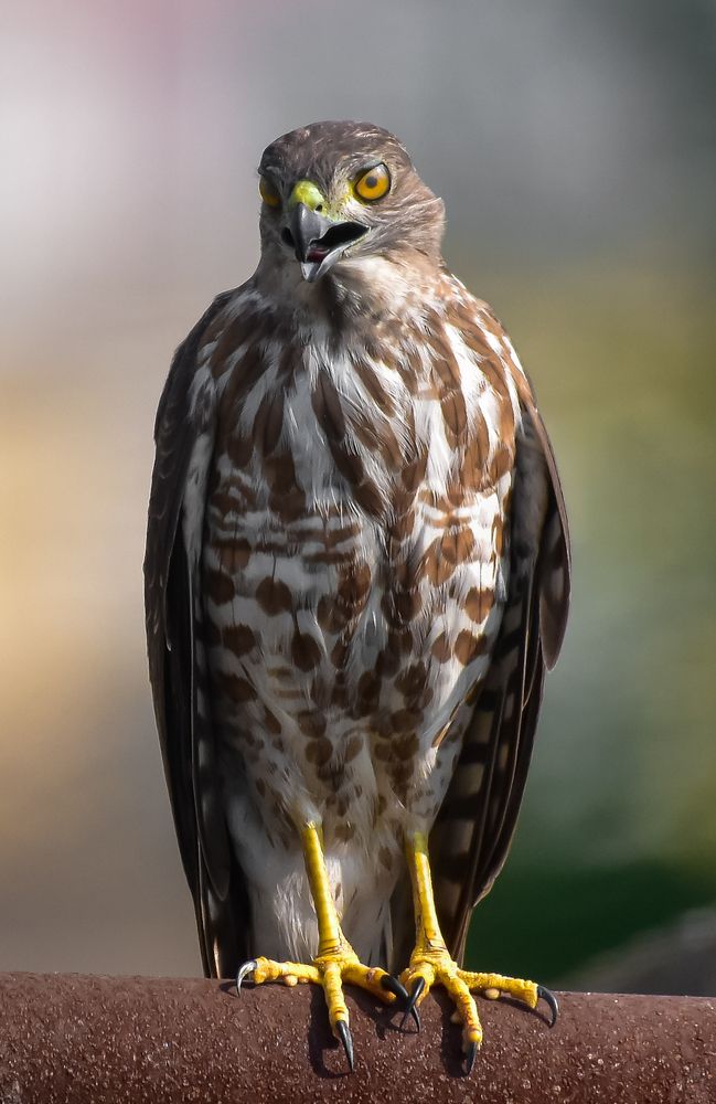 Photograph by Shwetaparna Sahu