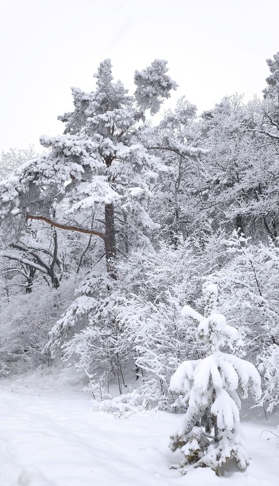 Photograph by Елена