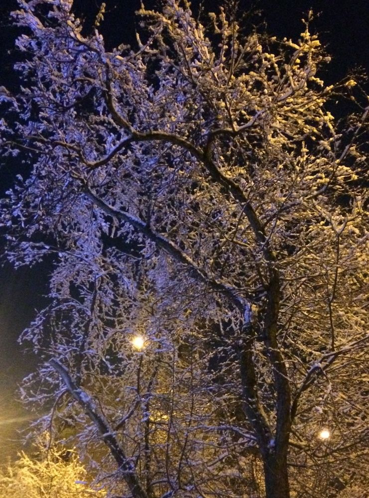Snowy beauty of nature.