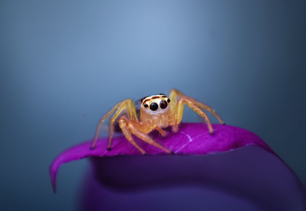 Фотография автора Ramprasad Das