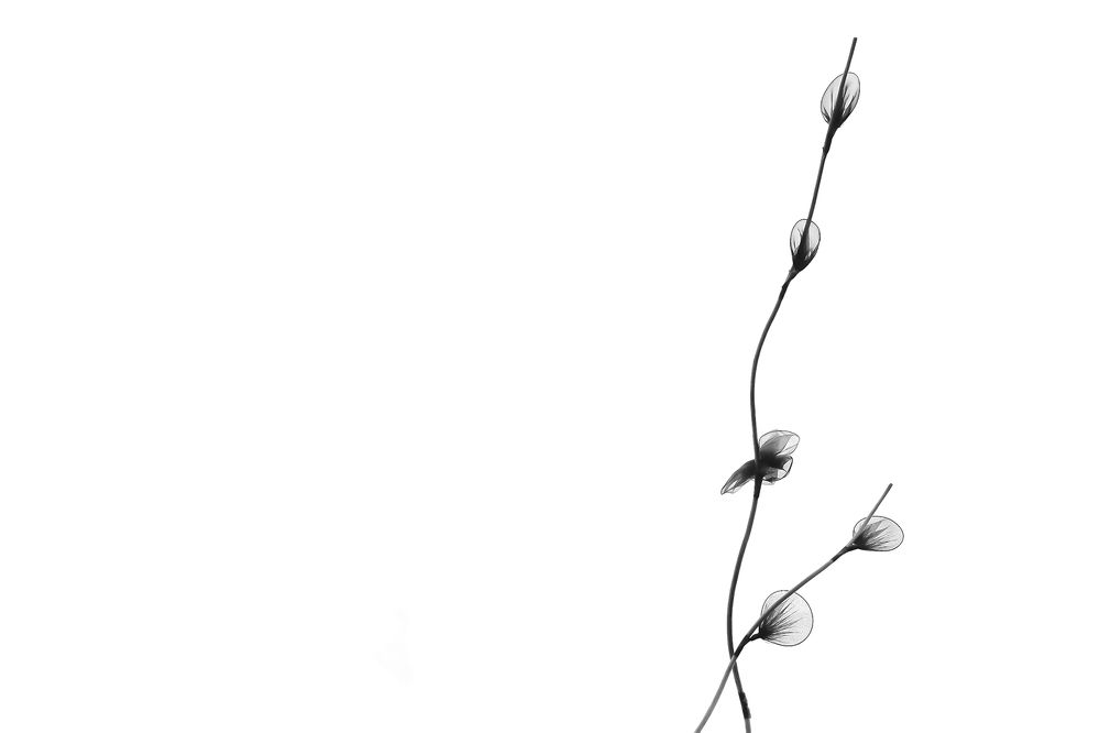 Фотография автора Seyede Elahe GHasemi