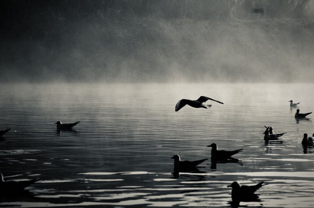 Silhouette nature, New Delhi, India