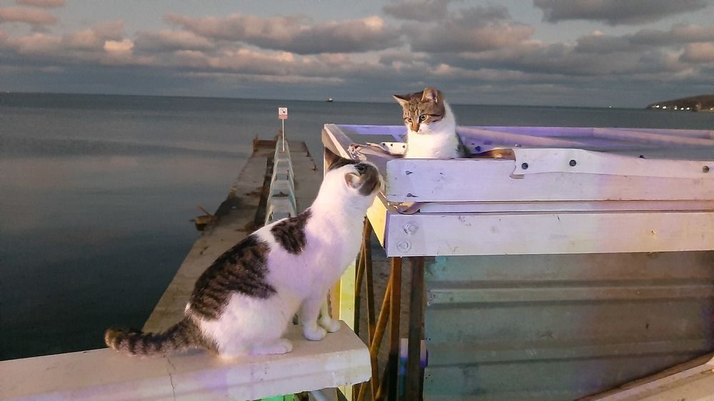 Фотография автора Алла Гончаренко