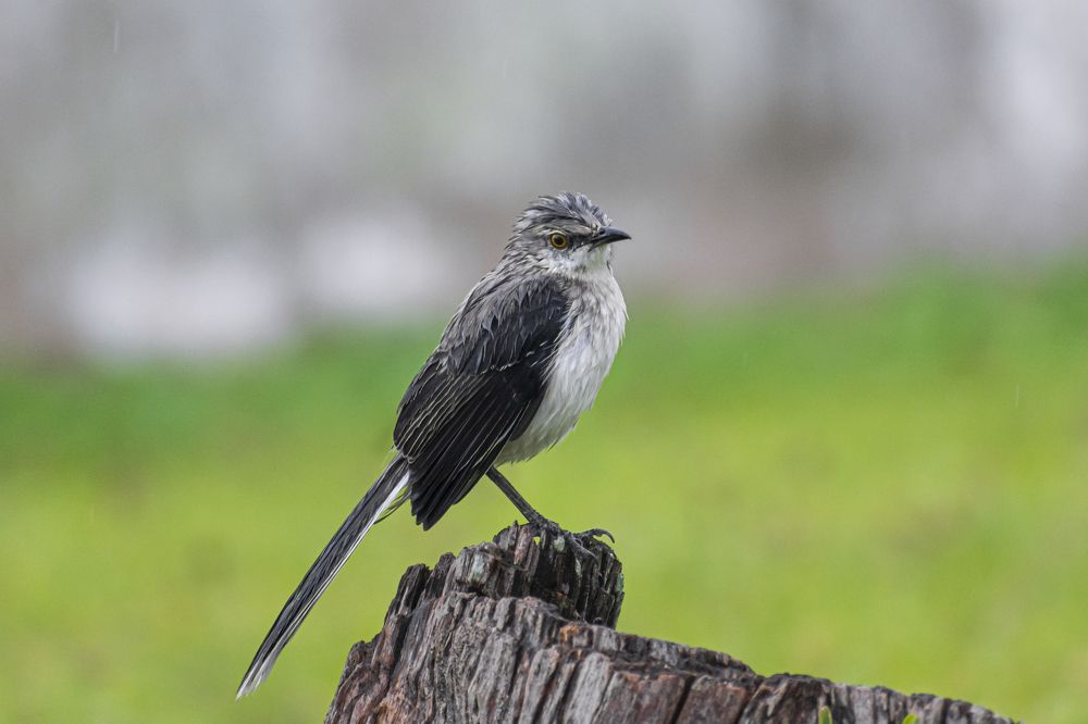 Photograph by Fernando Blancas Santos