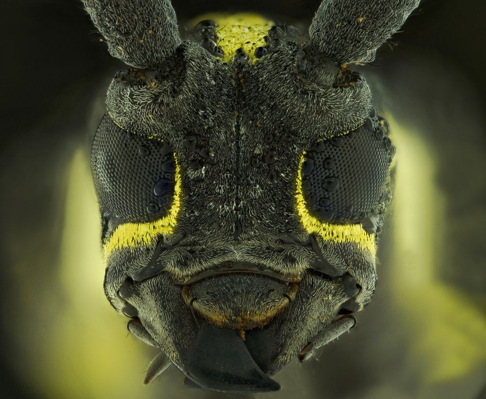 Face to face with a beetle