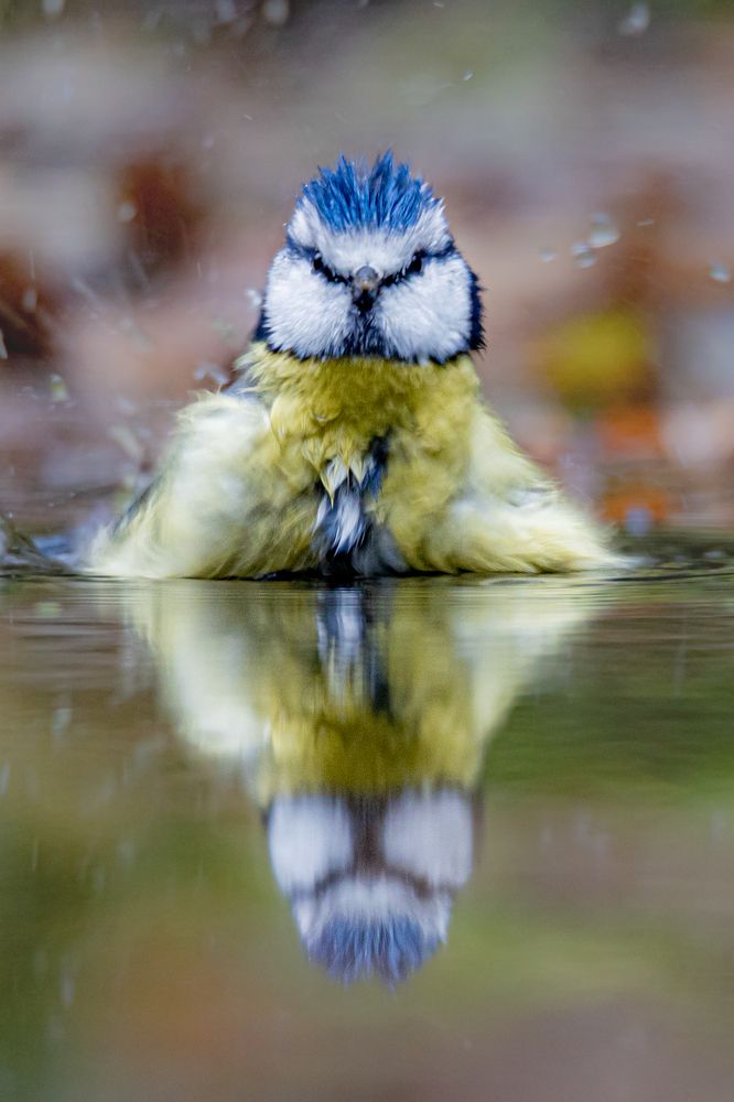 Little birds having a bath