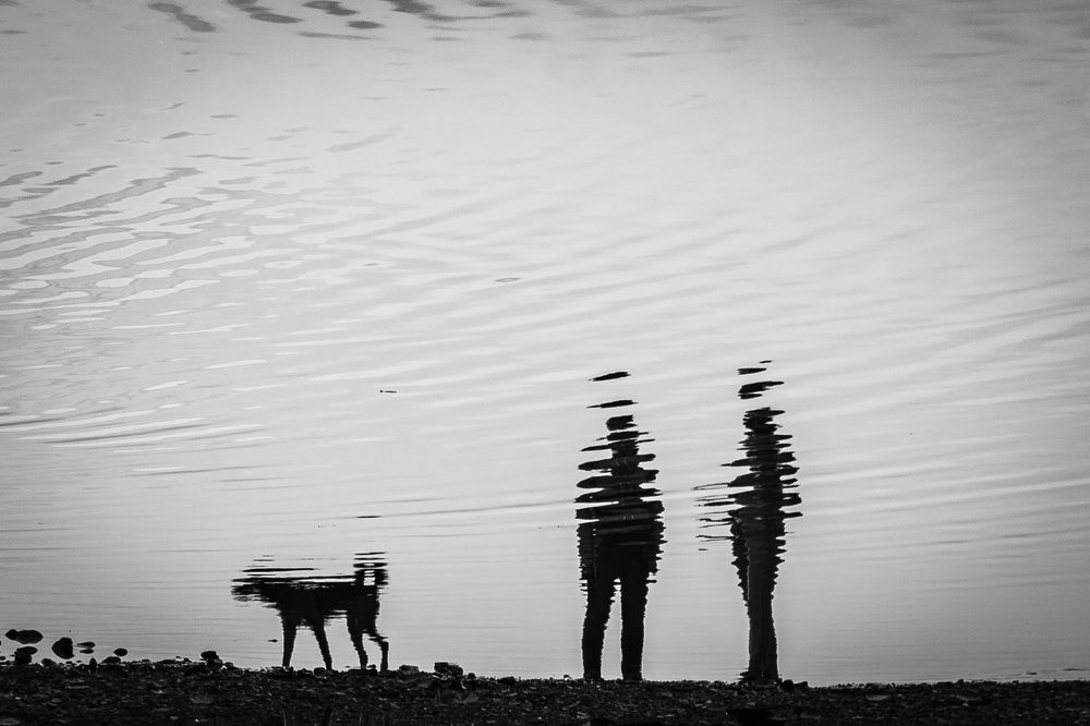 Прогулка питомца