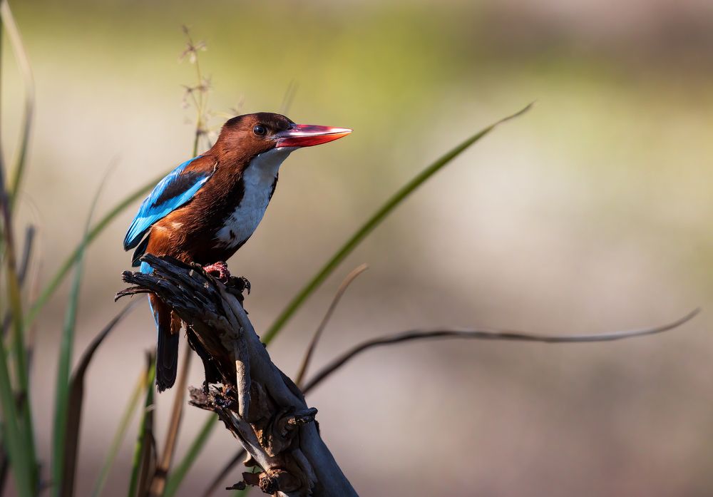 Photograph by Евгений Фруман