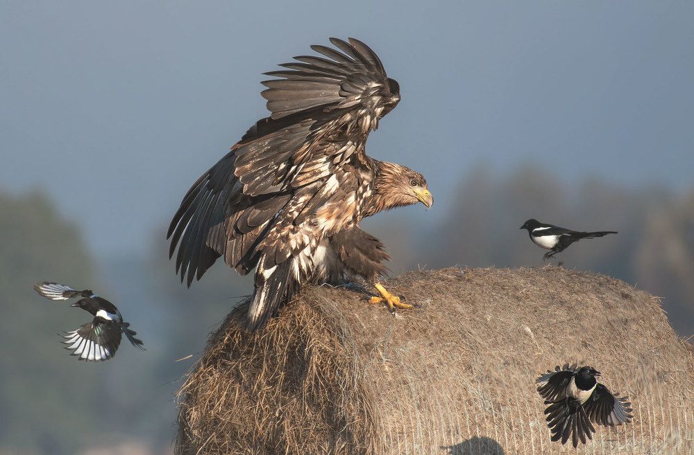 Photograph by Arkadiusz Michalak