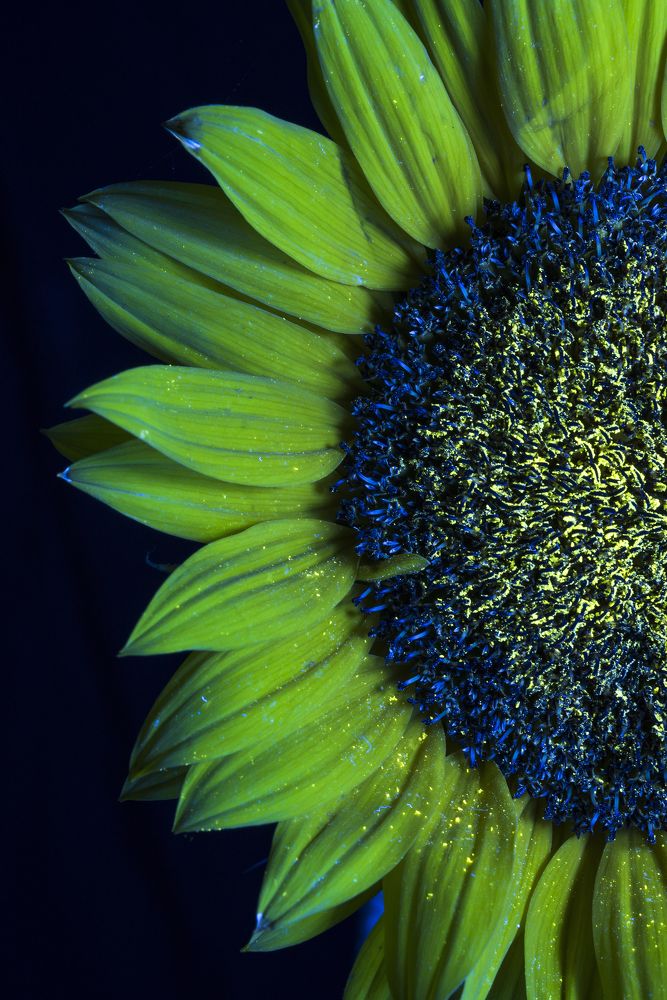 Photograph by Andrea Diaz-Perezache