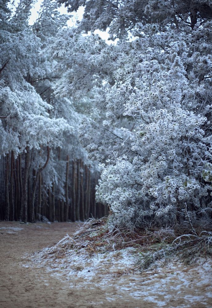 Photograph by Полина Новичихина