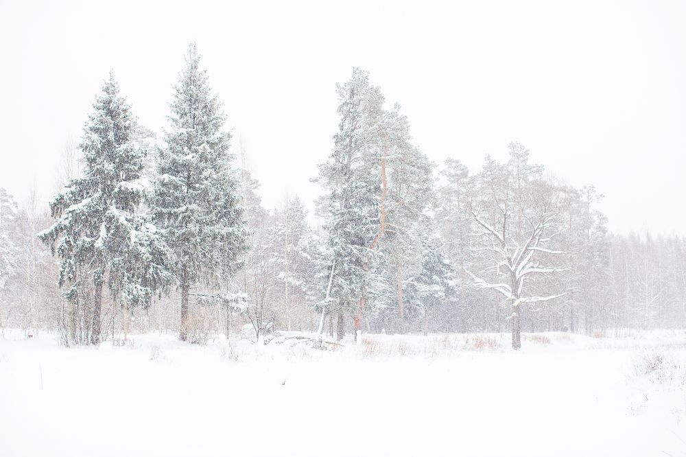 Photograph by Подольская Елена