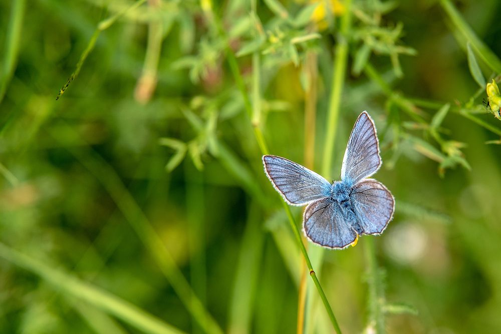 Фотография автора Dragan Cerovic